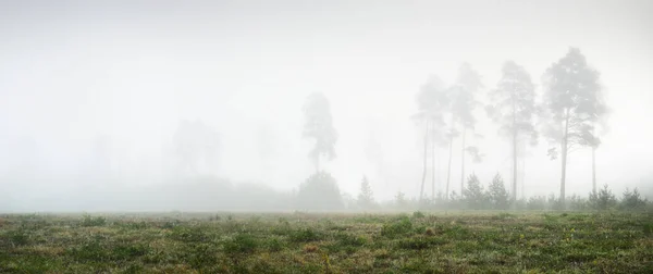 日の出の濃い白い霧の中で常緑樹林の絵のようなパノラマの風景 松やモミの木のクローズアップ 大気の秋の風景 生態系 森林破壊 — ストック写真