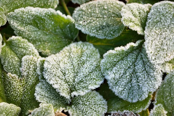 Primo Piano Foglie Verdi Brina Cristallina Struttura Sfondo Carta Parati — Foto Stock