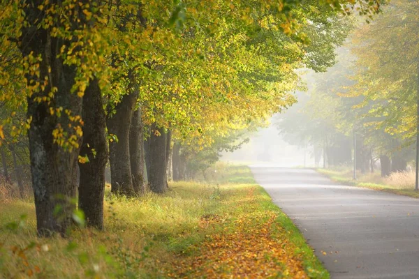 Eenbaans Landelijk Asfaltweg Steegje Door Loofbomen Gouden Zonlicht Zonnestralen Mist — Stockfoto