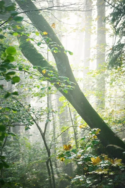 日の出の霧の中で森の丘の大気中の風景 黄金の光と陽射し 緑の木 カラフルな葉 植物のクローズアップ ラトビアのシグルダ 生態系 エコツーリズム — ストック写真