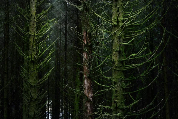 Escena Del Bosque Oscuro Antiguos Abetos Musgosos Hojas Helecho Cerca — Foto de Stock