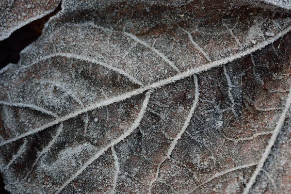 极度特写的褐色枫叶 水晶清澈的白霜 图形资源 银色和金色 黑暗的色调 第一场雪 气候变化 — 图库照片