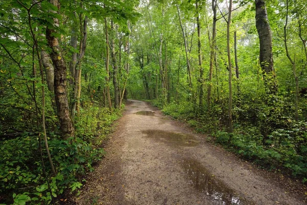 Estrada Rural Através Misteriosa Floresta Caduca Velhos Troncos Árvores Musgosas — Fotografia de Stock