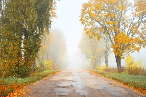 Old Asphalt Country Road Alley Colorful Deciduous Oak Birch Maple — Stock Photo, Image