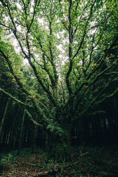 Evergreen Forest Small Village Ardrishaig Mighty Mossy Tree Close Loch — Stock Photo, Image