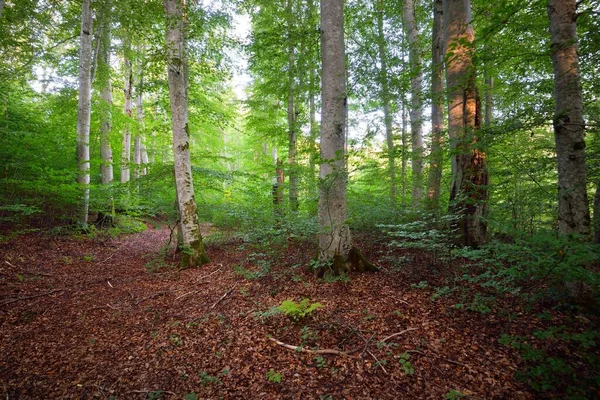 Faggio Verde Scuro Tronchi Albero Antichi Primo Piano Fondo Della — Foto Stock