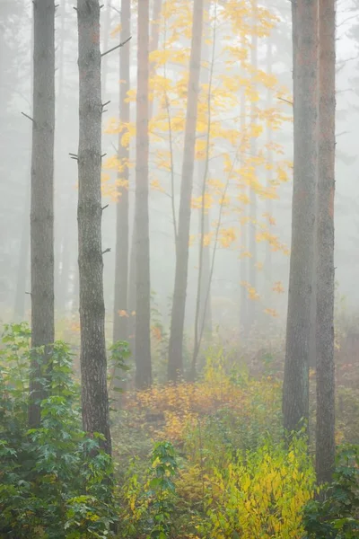 日の出の霧の中で常緑樹林の大気中の風景 古代の松の木 若い黄金のカエデの木を閉じるまで 生態系 ヨーロッパの環境保全 — ストック写真