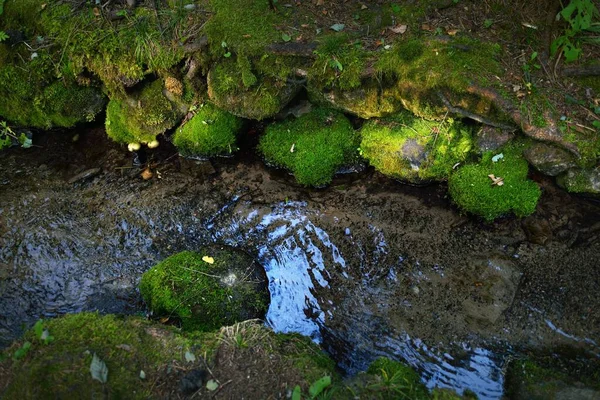 Маленькая Река Ручей Темно Вечнозеленом Лесу Кристально Чистая Вода Камни — стоковое фото
