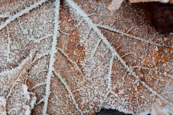 Forest floor of brown maple leaves covered with crystal clear hoarfrost. Texture, background, wallpaper, graphic resources. Silver and golden colors. First snow, climate change, nature, environment