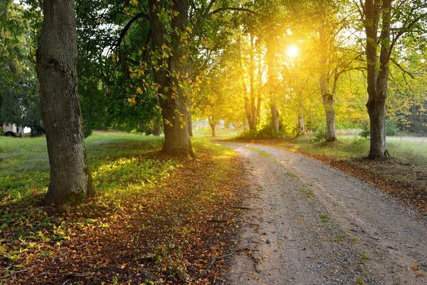 Empty Rural Road Alley Colorful Deciduous Trees Green Golden Orange — Stock Photo, Image