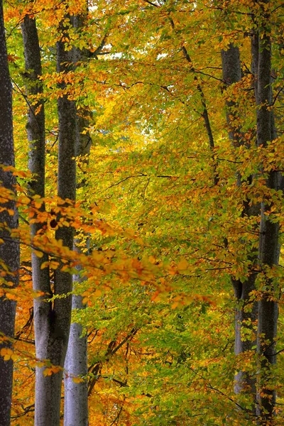 Pintoresco Paisaje Del Bosque Haya Dorada Poderosos Troncos Árboles Coloridas —  Fotos de Stock