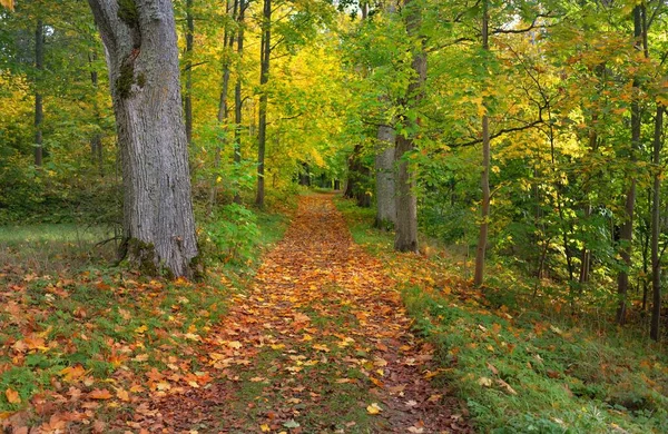 Landelijke Weg Steegje Pad Een Stadspark Close Van Machtige Bomen — Stockfoto