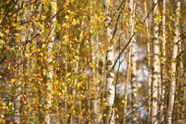 Δάσος Της Χρυσής Σημύδας Πράσινο Πορτοκαλί Κίτρινο Κόκκινα Φύλλα Κοντινό — Φωτογραφία Αρχείου