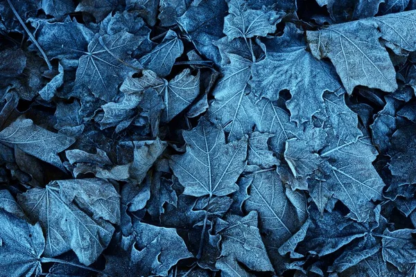 Maple leaves covered with crystal clear hoarfrost. Texture, background, wallpaper, graphic resources. Mysterious blue color. Atmospheric landscape. Winter wonderland. First snow, climate change