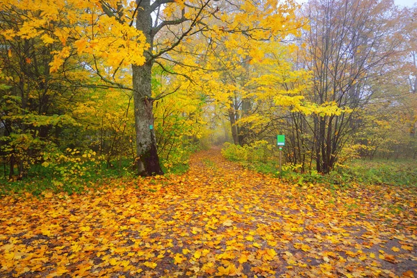 공원의 통로에서 바라본 풍경이다 형형색색의 노란색 오렌지색 잎들이 바닥에 황금색의 — 스톡 사진