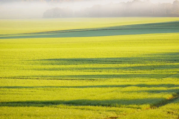 Champ Agricole Vert Labouré Avec Tracteur Pistes Lever Soleil Gros — Photo