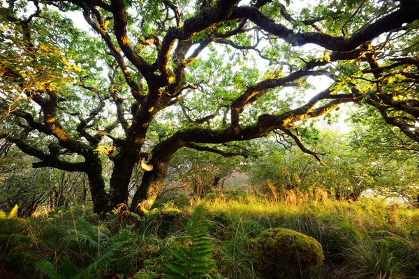 Impresionante Vista Selva Tropical Escocesa Árboles Antiguos Musgo Helecho Cerca — Foto de Stock