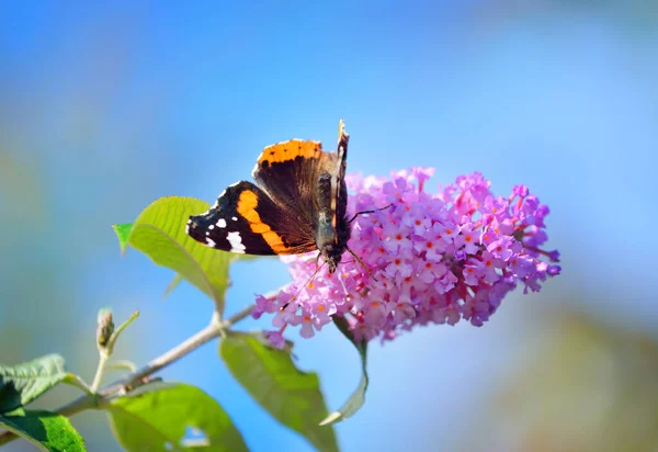 Red Admiral Vanessa Atalanta Butterfly Pink Flowers Close Glasgow Scotland — Stock Photo, Image