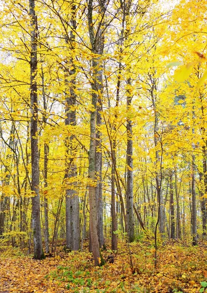 언덕을 지나는 노란색 오렌지색 황금빛 낙엽수들 생태관광 레크리에이션 가우야 라트비아 — 스톡 사진
