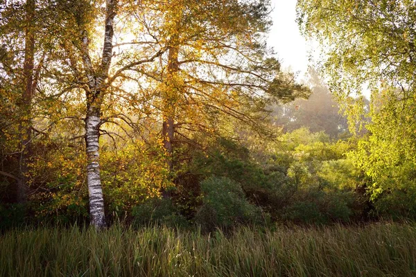 Mighty birch tree at sunrise. Golden morning light, sun rays through the branches. Early autumn in the forest. Idyllic landscape. Ecology, eco tourism, environmental conservation, seasons