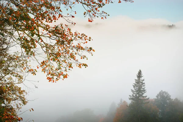 Долина Реки Гауи Сосновый Лес Облаках Утреннего Тумана Рассвете Красочные — стоковое фото