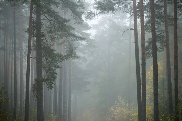 Dark Atmospheric Landscape Evergreen Forest Fog Sunrise Pine Fir Birch — Stock Photo, Image