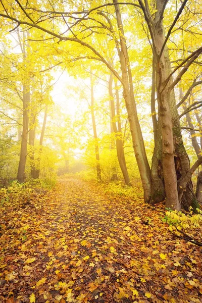 Vidéki Sikátor Erdőben Lombhullató Fák Színes Zöld Sárga Narancssárga Arany — Stock Fotó