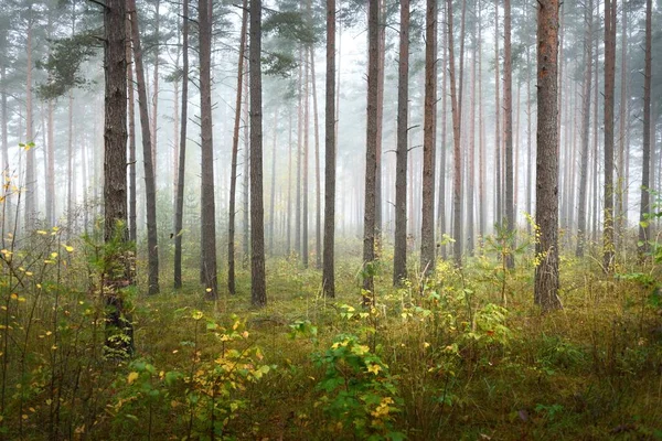 日の出の霧の中で常緑樹林の暗い大気の風景 トウヒ カエデ 白樺の木やカラフルな植物のクローズアップ 生態系 生態系 ヨーロッパの環境保全 — ストック写真