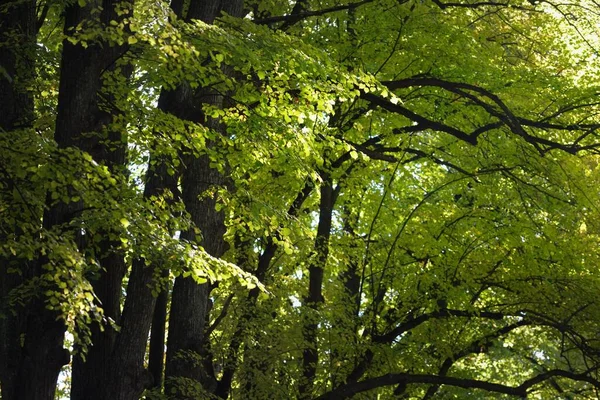 Beco Pelas Poderosas Árvores Verdes Douradas Tília Luz Solar Que — Fotografia de Stock