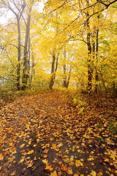 Veien Landevei Smug Skogen Løse Trær Med Fargerike Grønne Gule – stockfoto