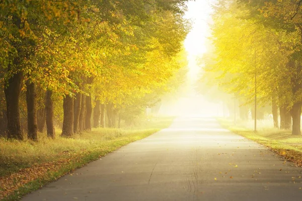 Eenbaans Landelijk Asfaltweg Steegje Door Loofbomen Gouden Zonlicht Zonnestralen Mist — Stockfoto