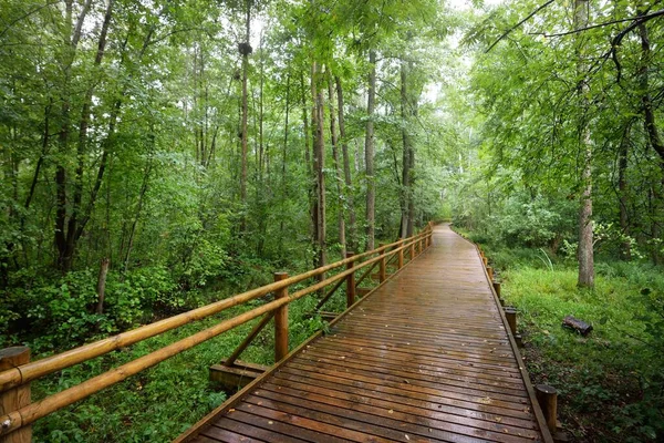 Moderní Dřevěná Vinoucí Stezka Promenáda Zelenými Listnatými Stromy Veřejném Parku — Stock fotografie