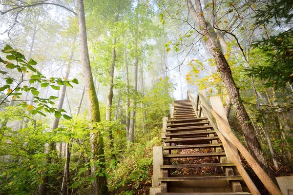 Vista Ángulo Bajo Escalera Del Bosque Madera Una Niebla Del — Foto de Stock