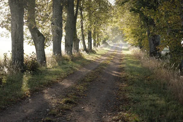 Single Lane Rural Road Alley Linden Trees Sunrise Golden Sunlight — Stock Photo, Image