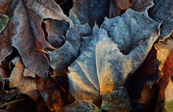 Lesní Dno Hnědých Javorových Listů Pokryté Křišťálově Čistým Chraplavým Mrazem — Stock fotografie