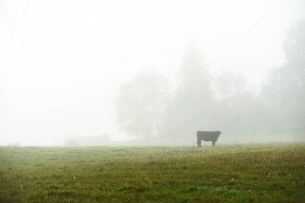 Pascolare Mucca Sul Campo Agricolo Verde Paese Una Fitta Nebbia — Foto Stock