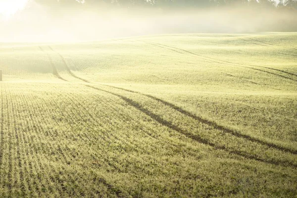 Campo Agrícola Arado Verde Con Huellas Tractores Amanecer Primer Plano —  Fotos de Stock