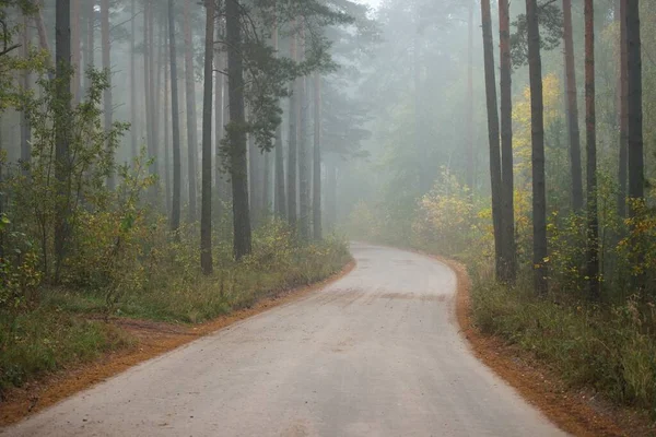 Περνώντας Αγροτικό Δρόμο Μονοπάτι Μέσα Από Αειθαλές Δάσος Ομίχλη Την — Φωτογραφία Αρχείου