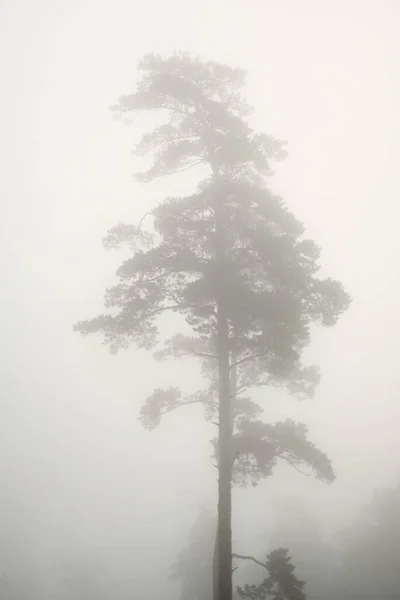 Cenário Monocromático Pitoresco Floresta Perene Denso Nevoeiro Branco Nascer Sol — Fotografia de Stock