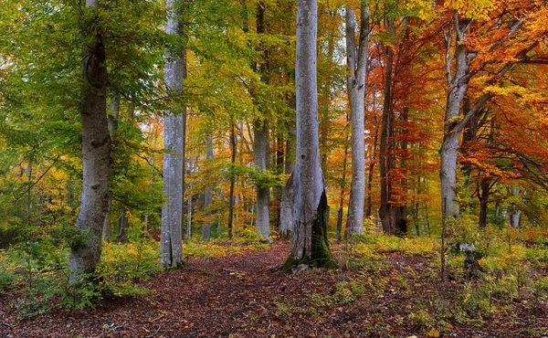 너도밤나무 구릉지를 구불구불 갑니다 나무줄기 노란색 빨간색 주황색 목가적 풍경입니다 — 스톡 사진