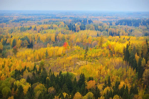 Pittoresk Panoramisch Uitzicht Het Kleurrijke Herfstbos Gouden Rode Oranje Gele — Stockfoto