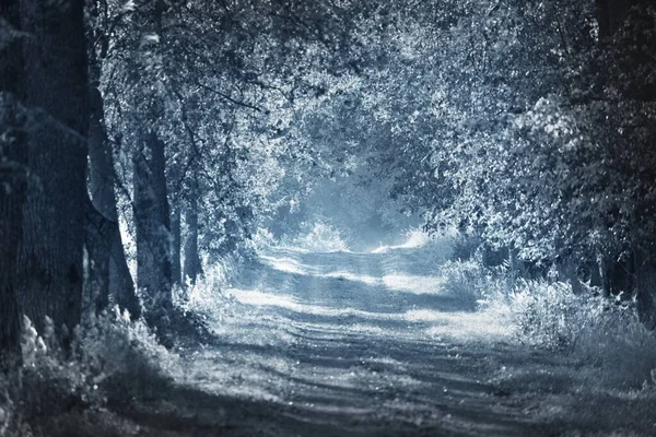 밤에는 의나무들 사이의 전원화 무서운 경관을 이루고 실루엣 외로움 모노크롬 — 스톡 사진