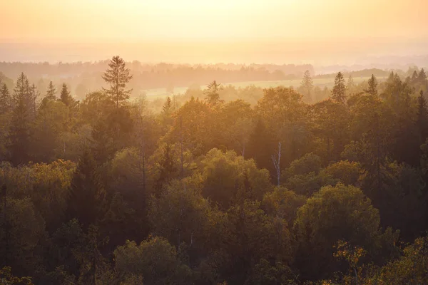 Festői Panorámás Kilátás Nyílik Színes Arany Zöld Sárga Fák Erdőben — Stock Fotó