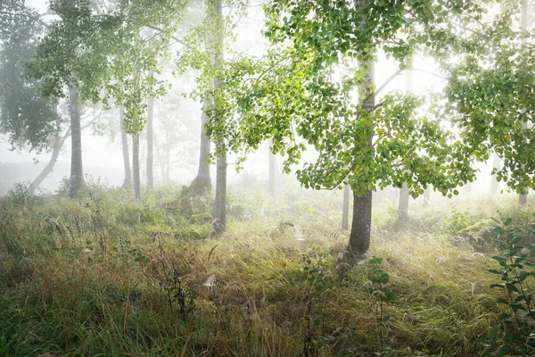 Cenário Pitoresco Floresta Conífera Mista Nascer Sol Nevoeiro Neblina Raios — Fotografia de Stock