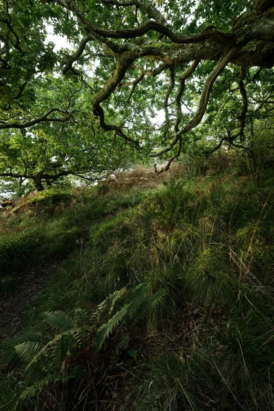 Adembenemend Uitzicht Het Schotse Regenwoud Oude Bomen Mos Varens Van — Stockfoto