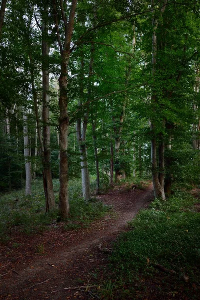 Uma Estrada Através Das Árvores Faia Verde Escuro Pôr Sol — Fotografia de Stock