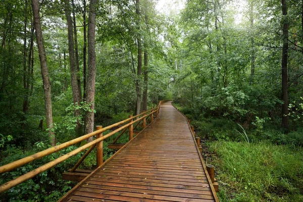 Сучасний Дерев Яний Звивистий Шлях Boardwalk Через Зелені Листяні Дерева — стокове фото