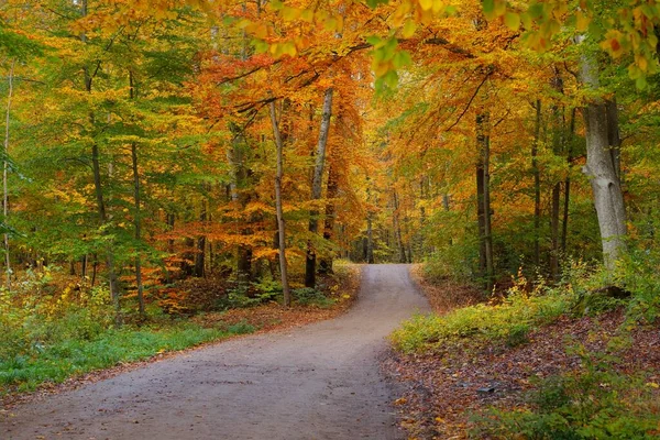 Een Kronkelende Landweg Door Beukenbossen Machtige Boomstammen Geel Rood Oranje — Stockfoto