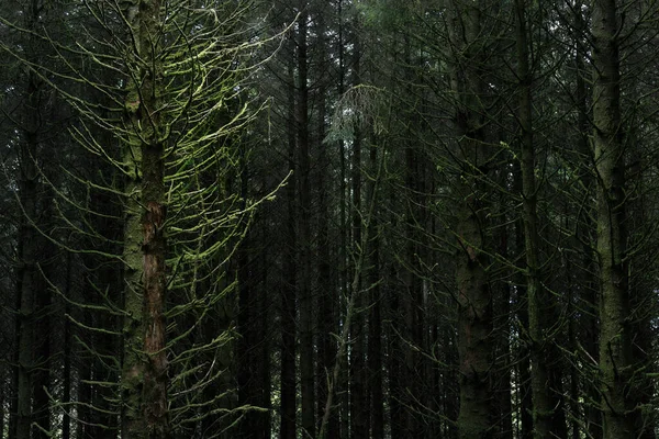 Temná Lesní Scéna Staré Mechové Jedle Kapradinové Listy Zblízka Kmeny — Stock fotografie