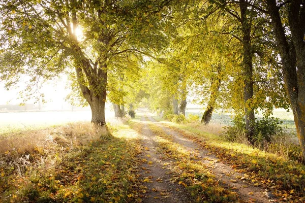 Single Lane Rural Road Alley Linden Trees Sunrise Golden Sunlight — Stock Photo, Image